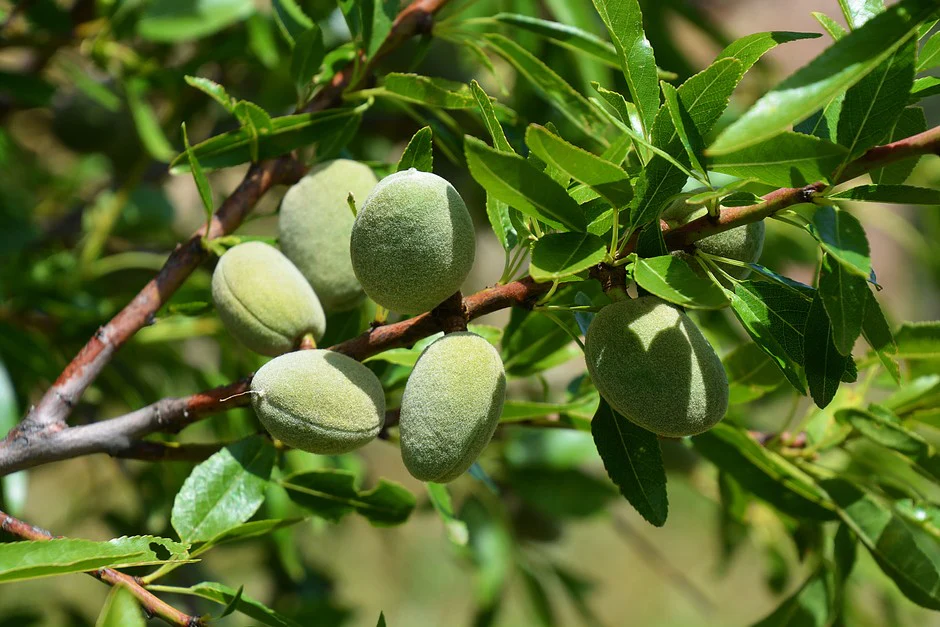 Amandier (Prunus amygdalus) - Image 3