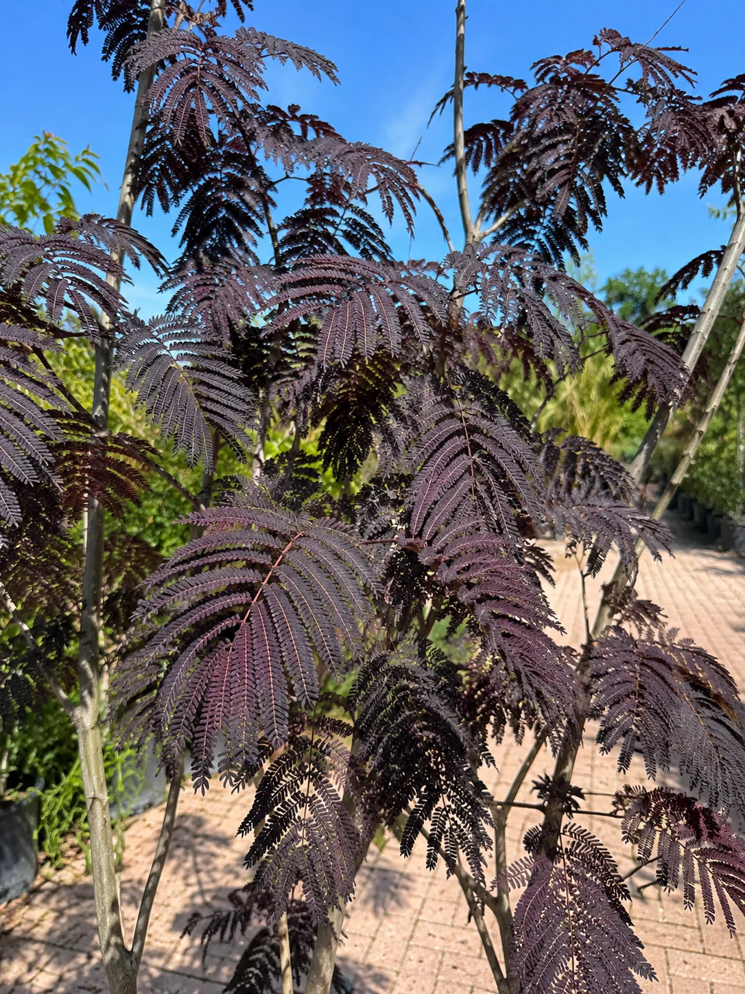 Arbre à Soie en touffe (Albizia Julibrissin 'Summer Chocolate') - Image 2
