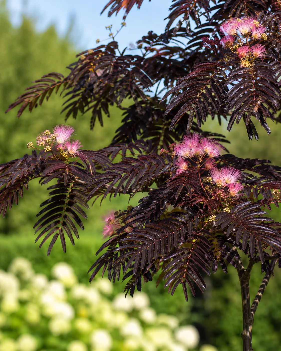 Arbre à Soie en tige (Albizia Julibrissin 'Summer Chocolate') - Image 2