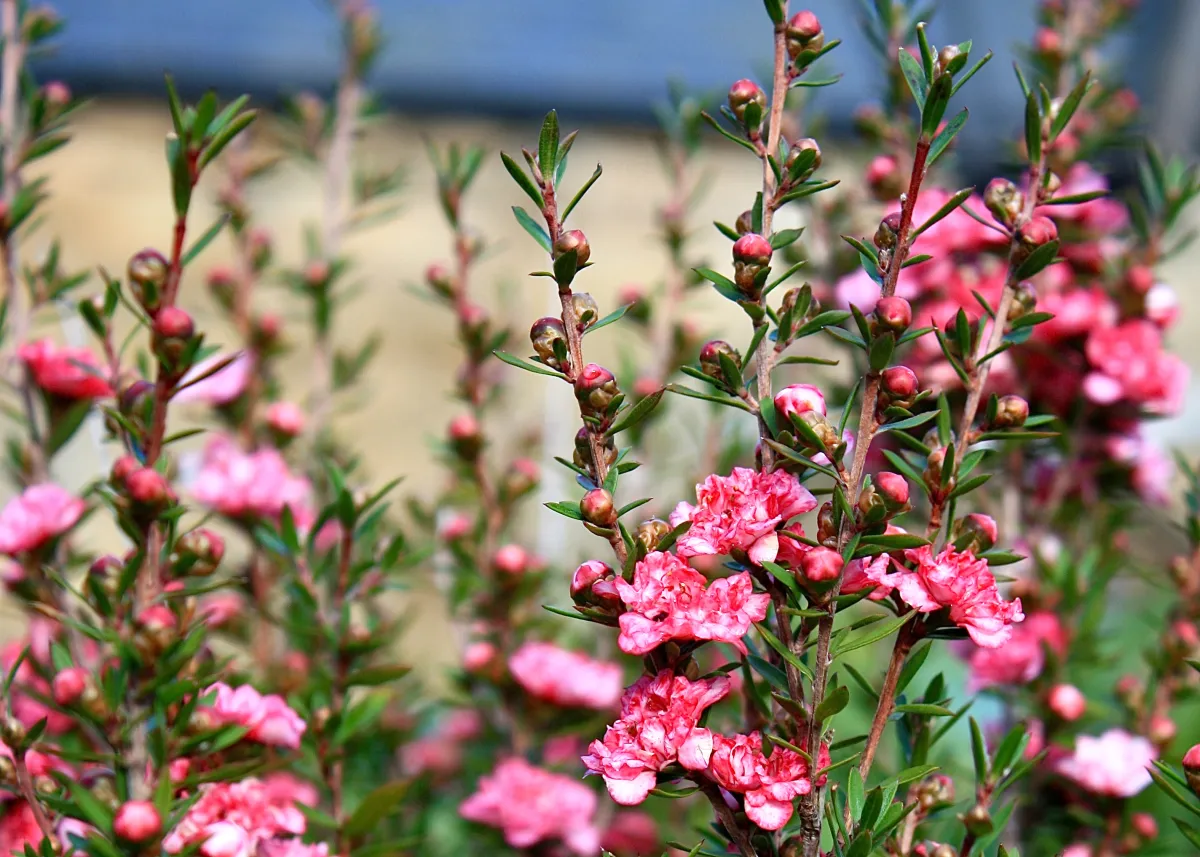 Arbre à thé (Leptospermum Coral candy) - Image 2