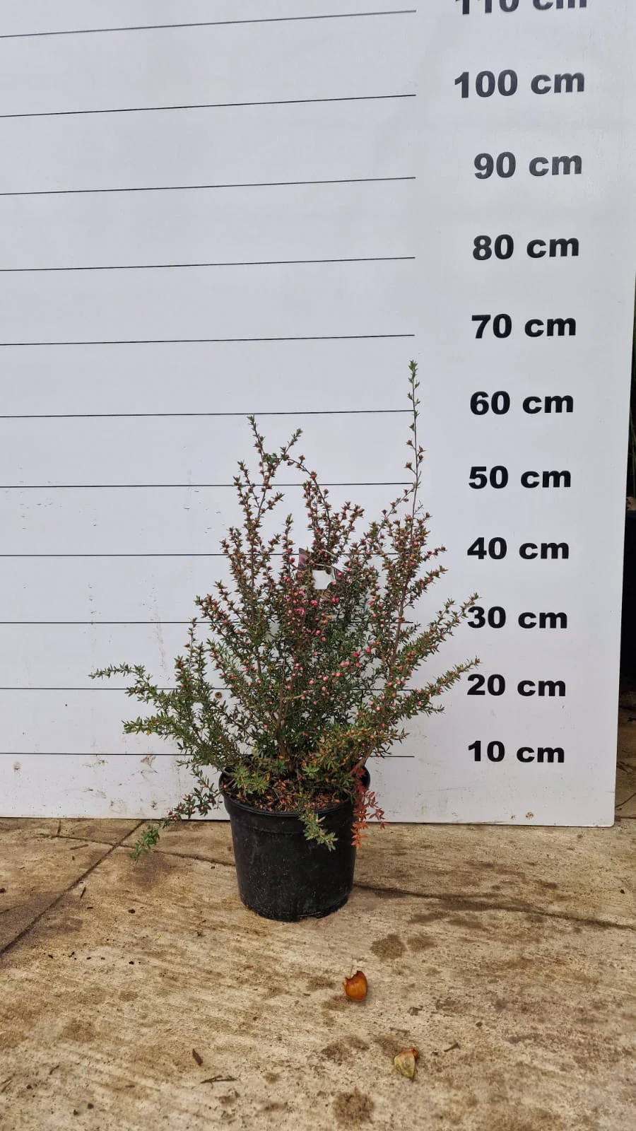 Arbre à thé (Leptospermum Coral candy) - Image 3