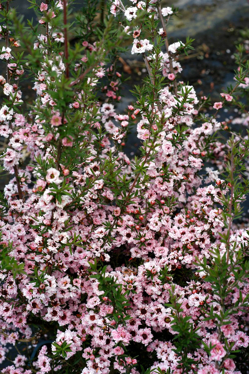 Arbre à thé (Leptospermum Coral candy) - Image 5