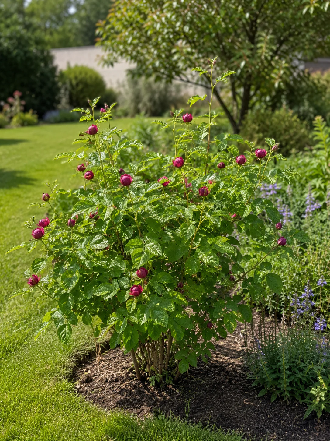 Arbre aux anémones (Calycanthus)