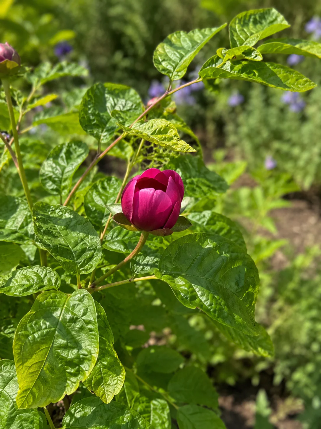 Arbre aux anémones (Calycanthus) - Image 2