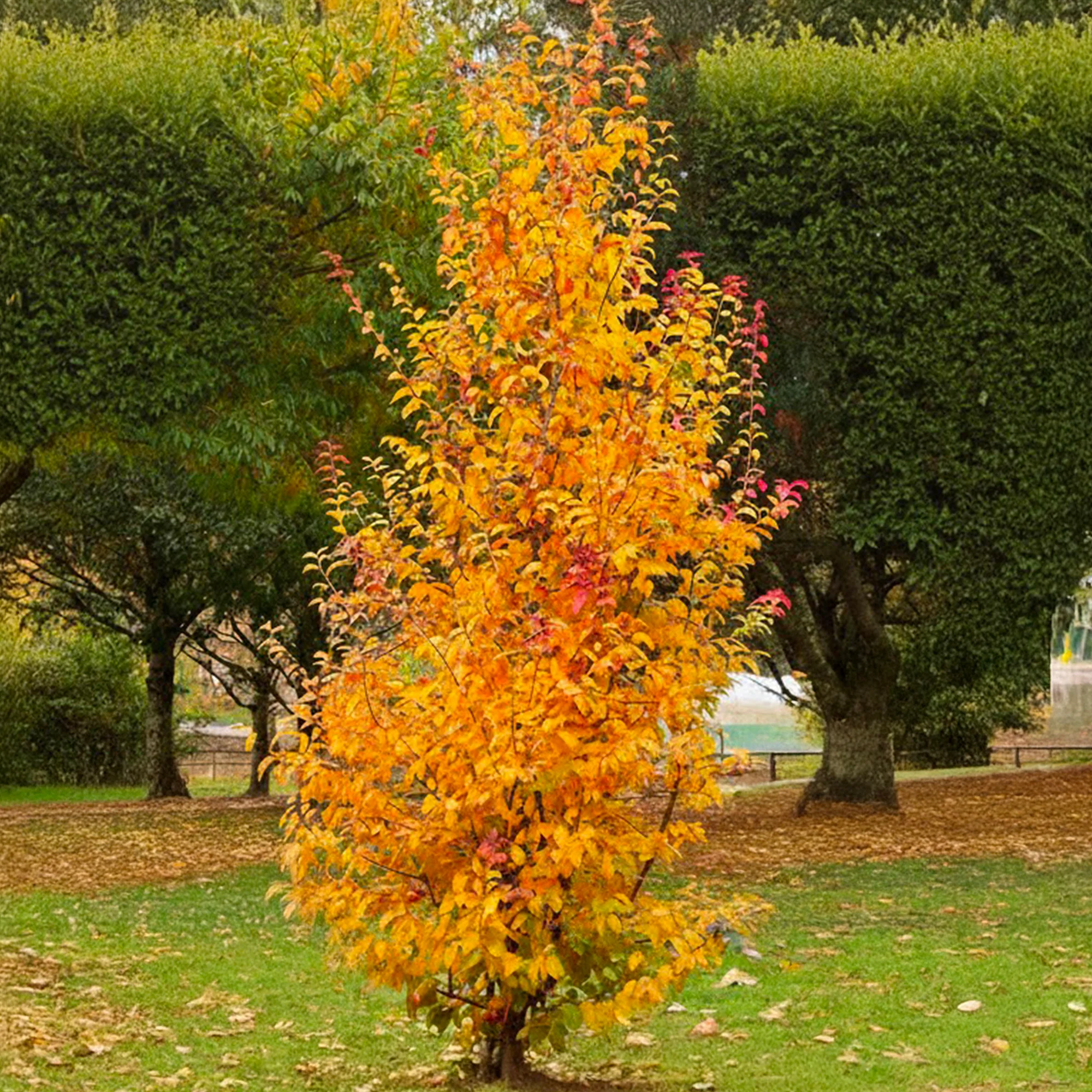 Arbre de fer (Parrotia Persica bella)