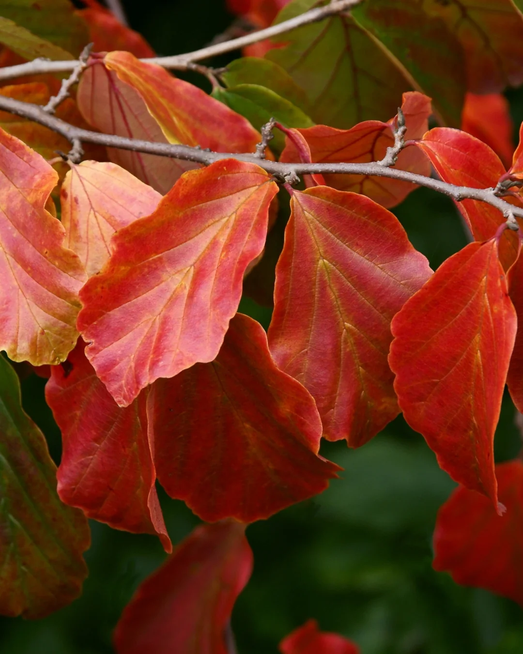 Arbre de fer (Parrotia Persica bella) - Image 2