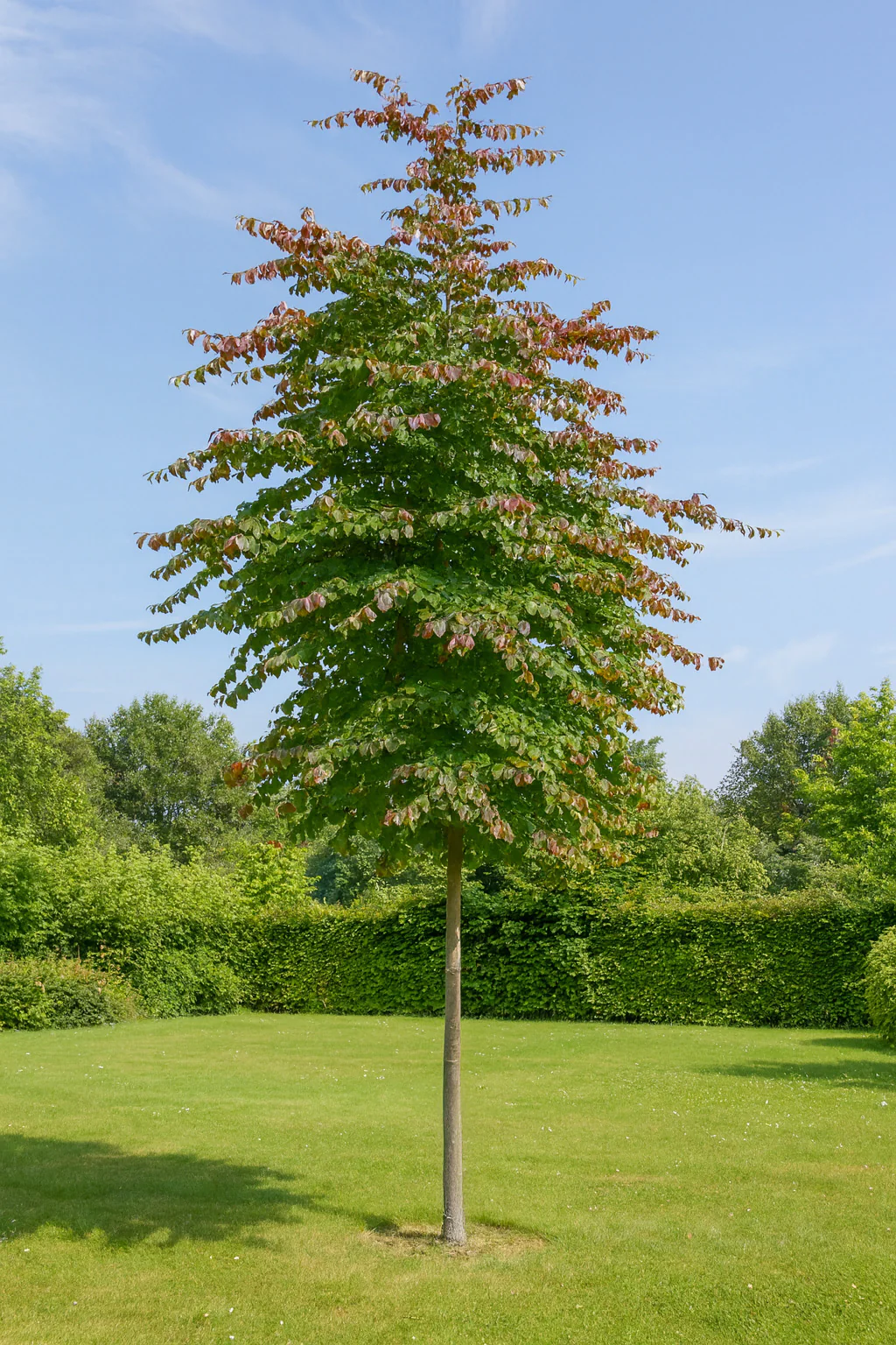 Arbre de fer (Parrotia Persica bella) - Image 3
