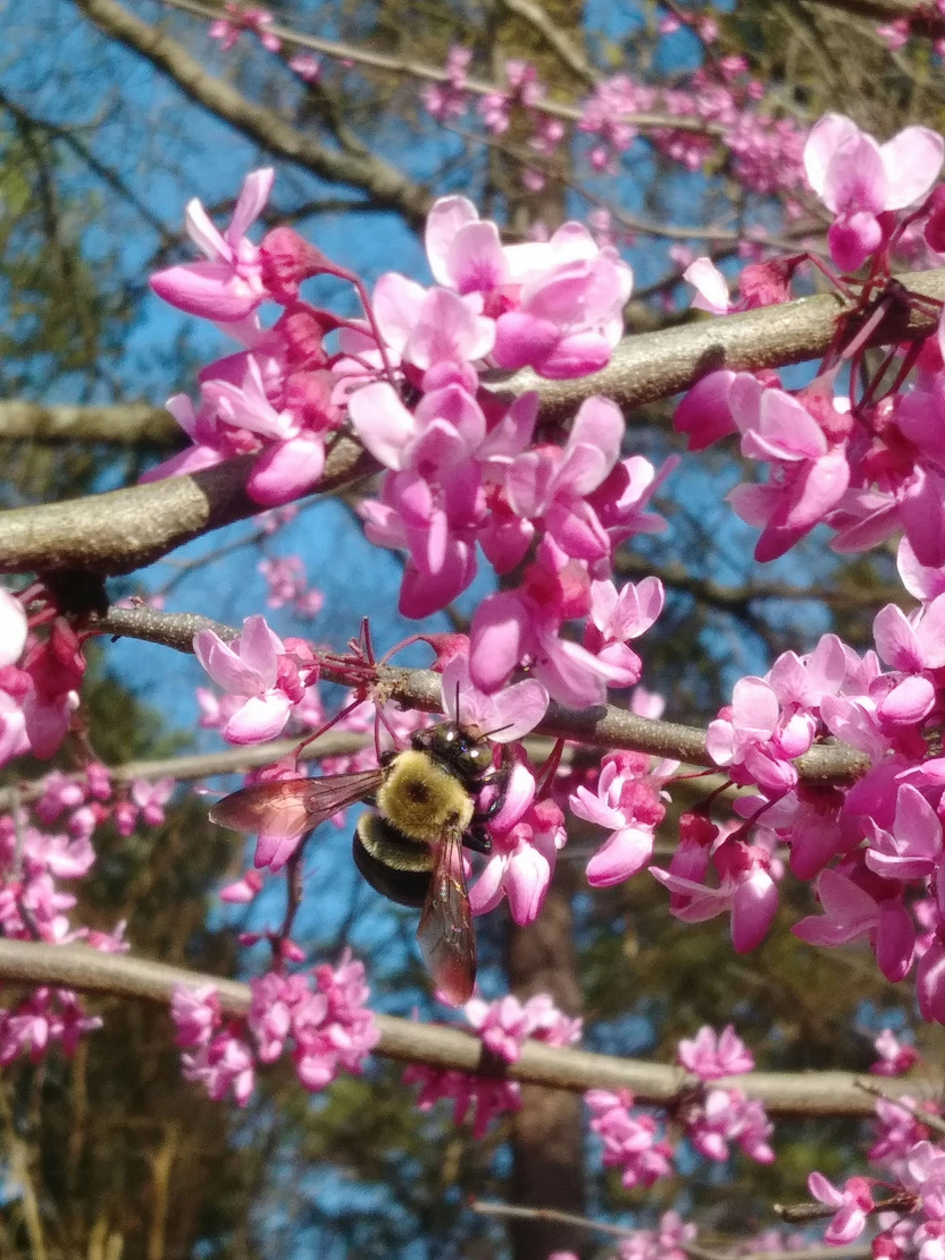 Arbre de Judée à fleurs roses en Touffe (Cercis Siliquastrum) - Image 2