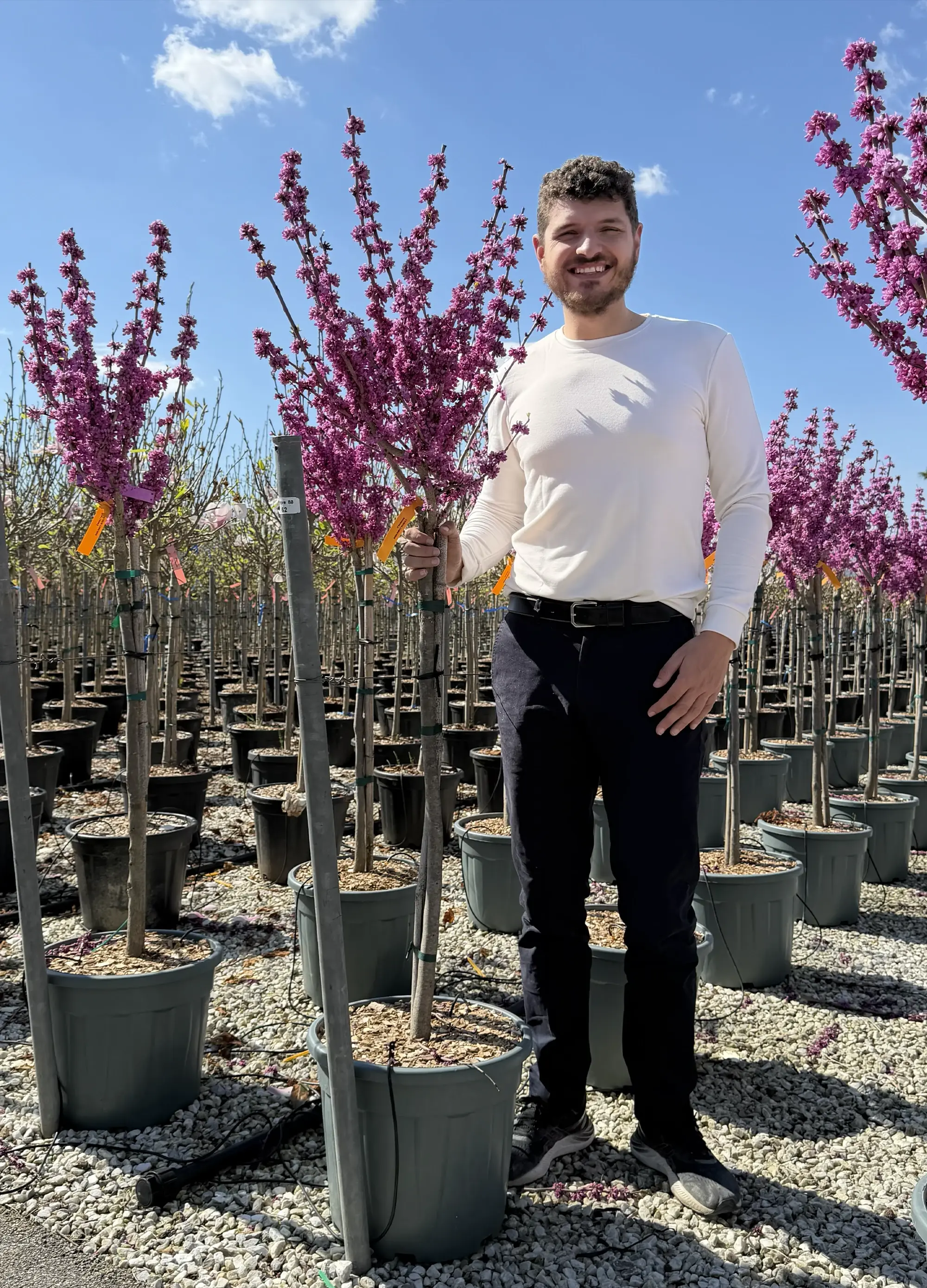 Arbre de Judée à fleurs roses en demi-tige (Cercis chinensis Avondale) - Image 3