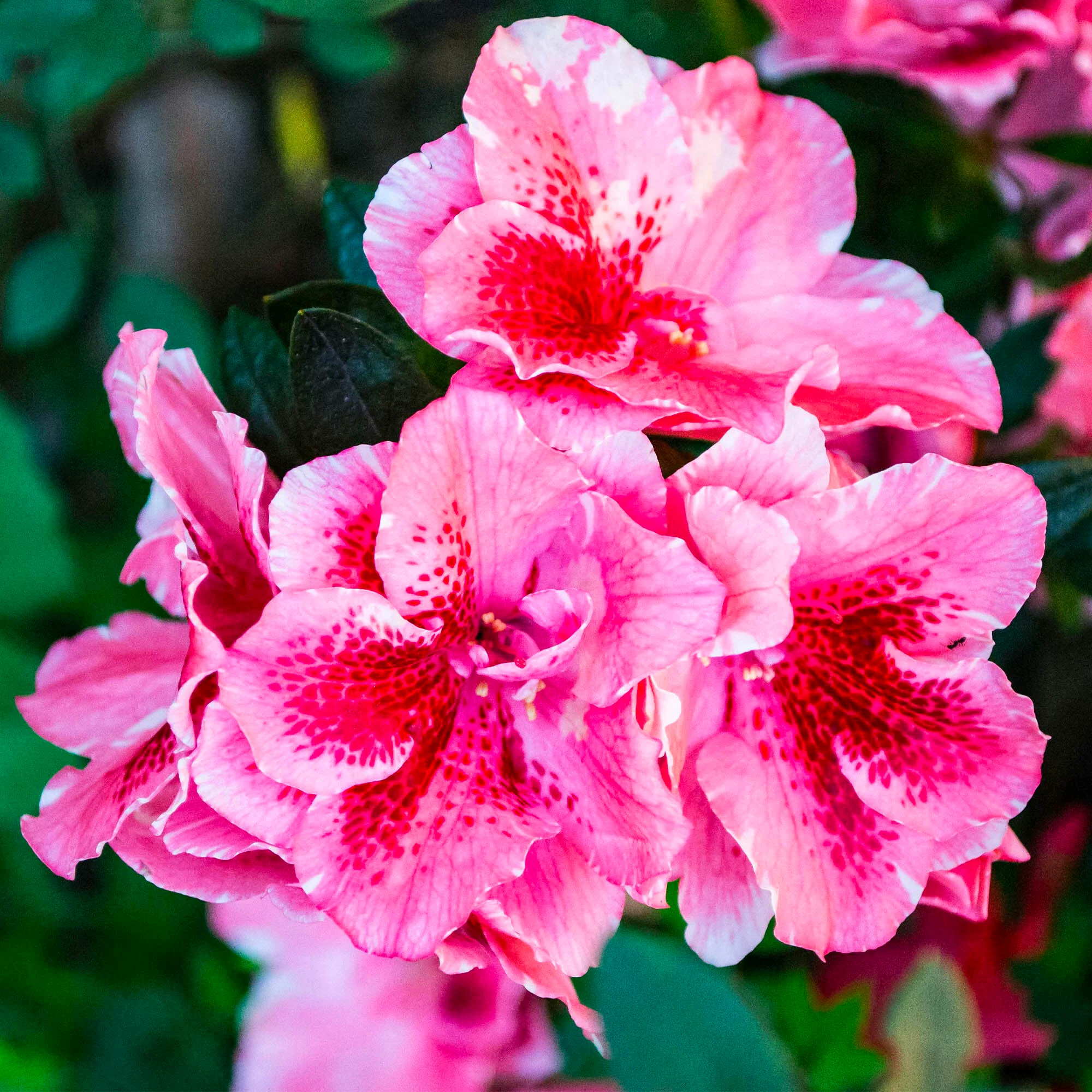 Azalée du Japon (Azalea Japonica) - Image 2