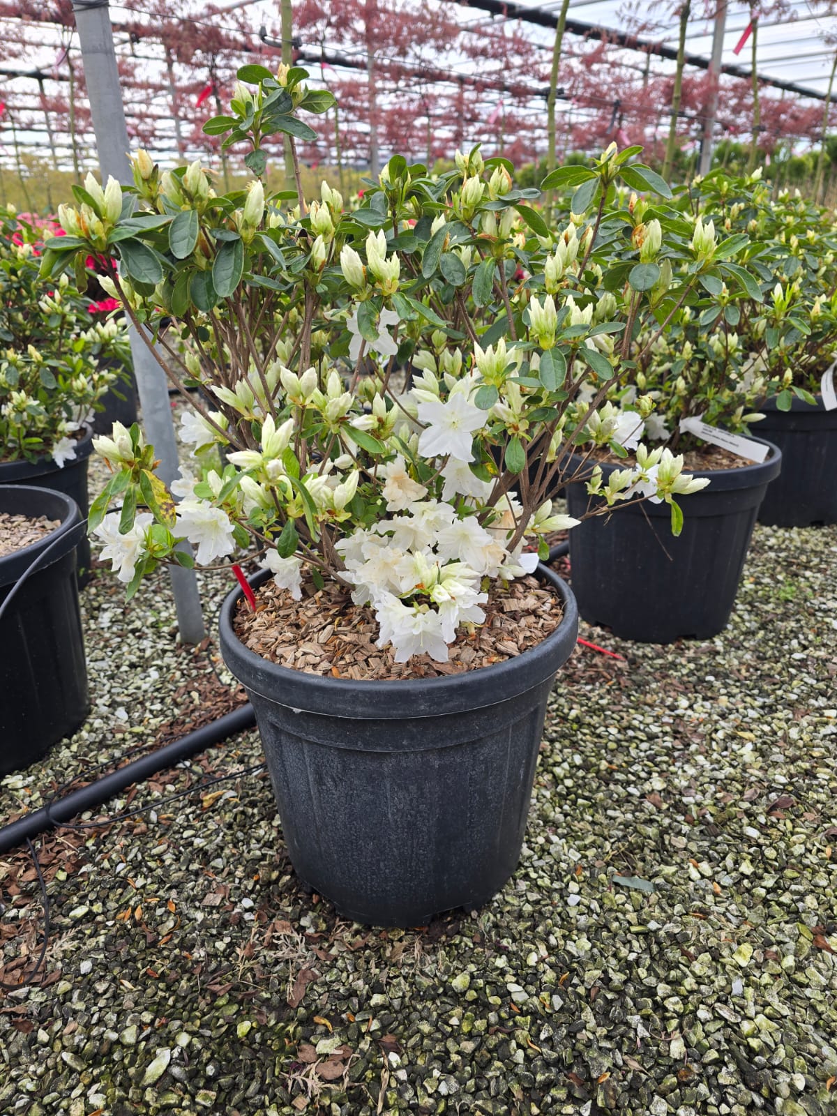 Azalée du Japon (Azalea Japonica) - Image 5
