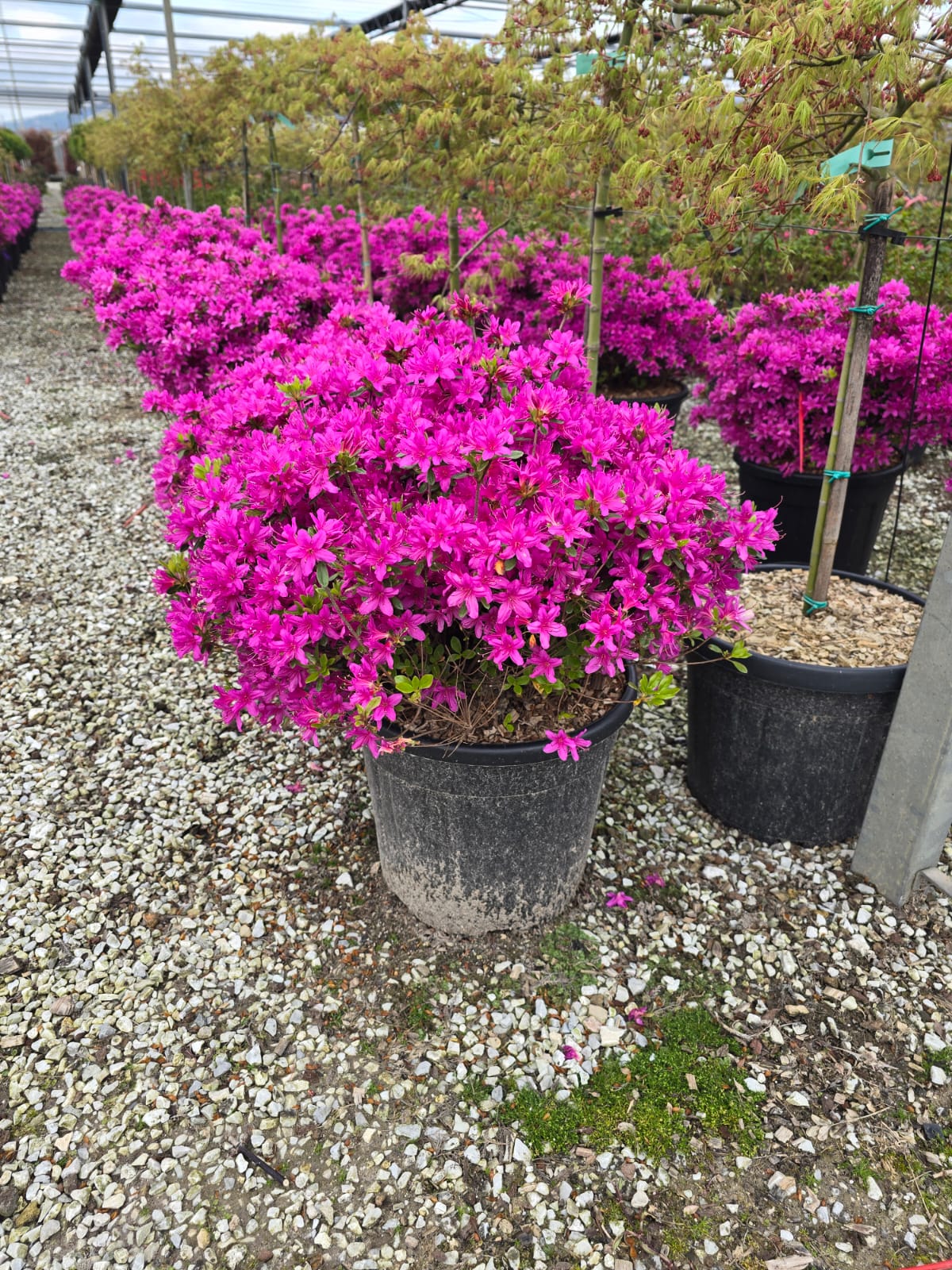 Azalée du Japon (Azalea Japonica) - Image 7