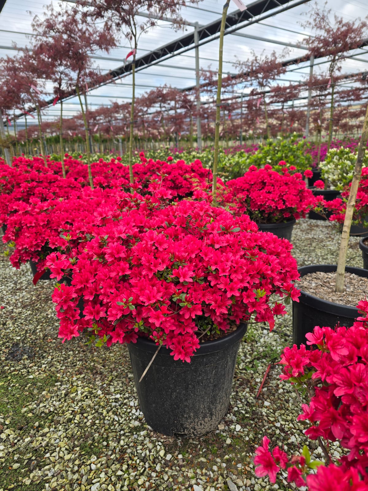 Azalée du Japon (Azalea Japonica) - Image 8