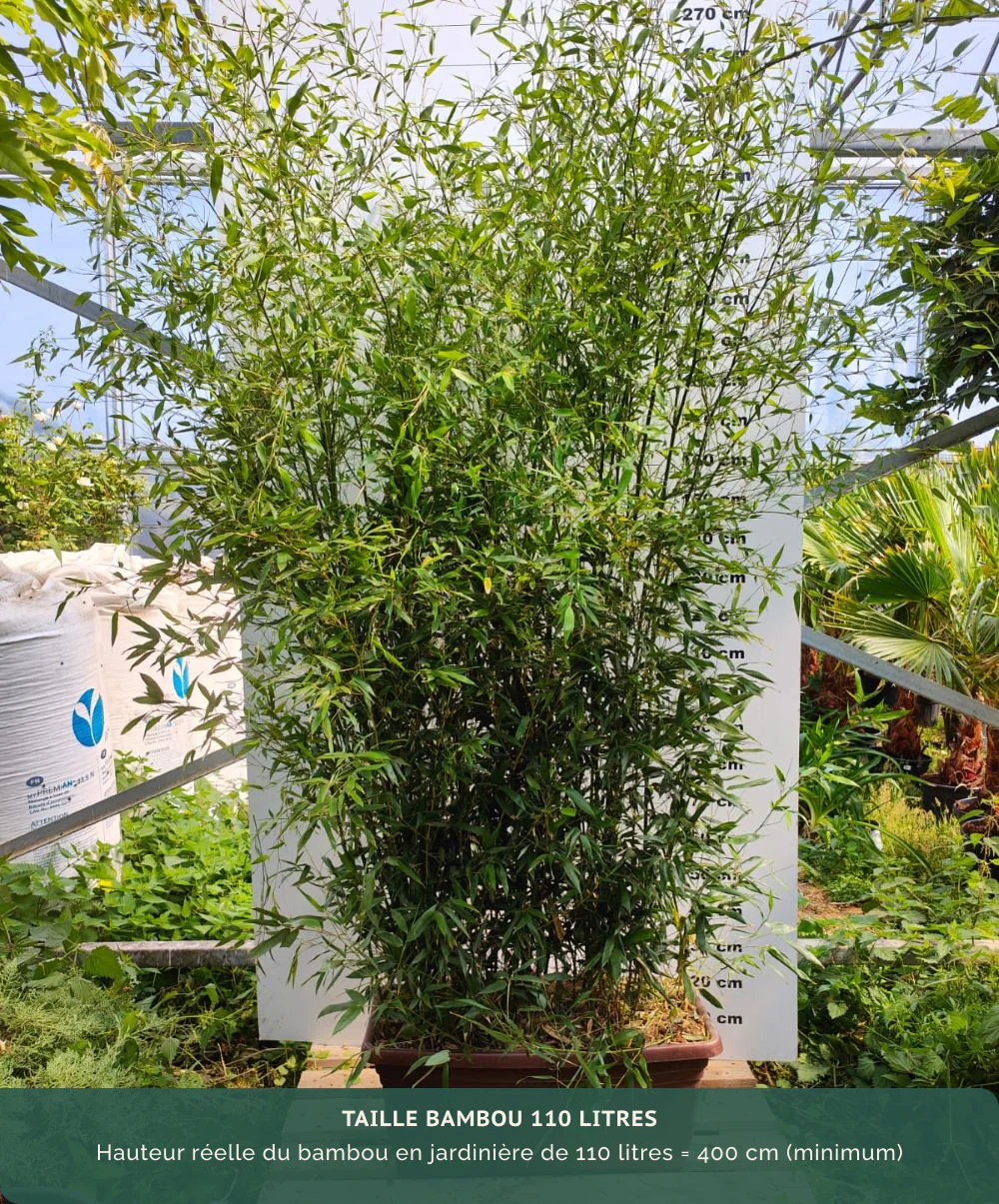 Bambou Bissetii - Image 10