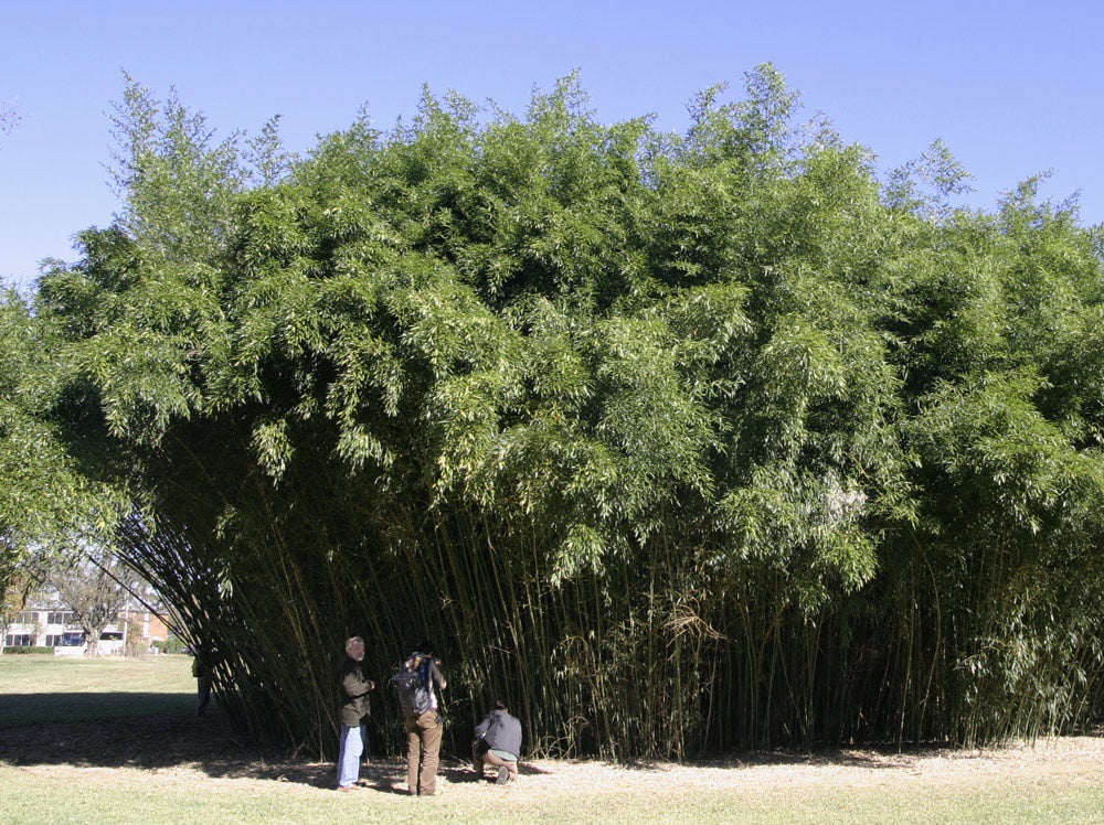 Bambou Bissetii - Image 3