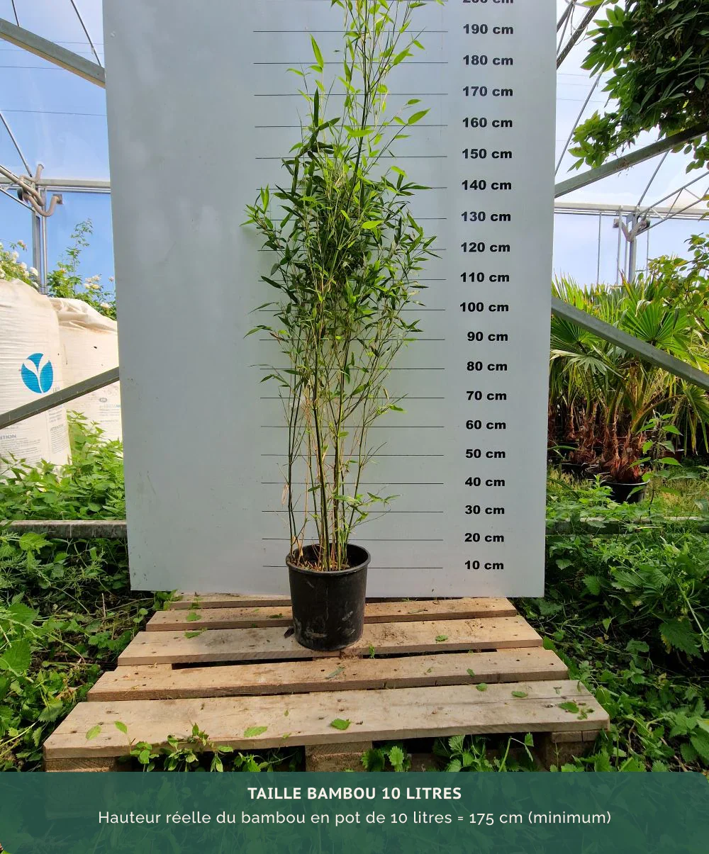 Bambou Bissetii - Image 6