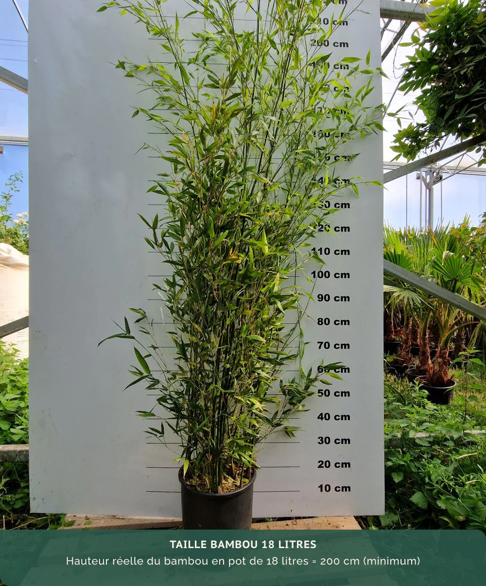 Bambou Bissetii - Image 7
