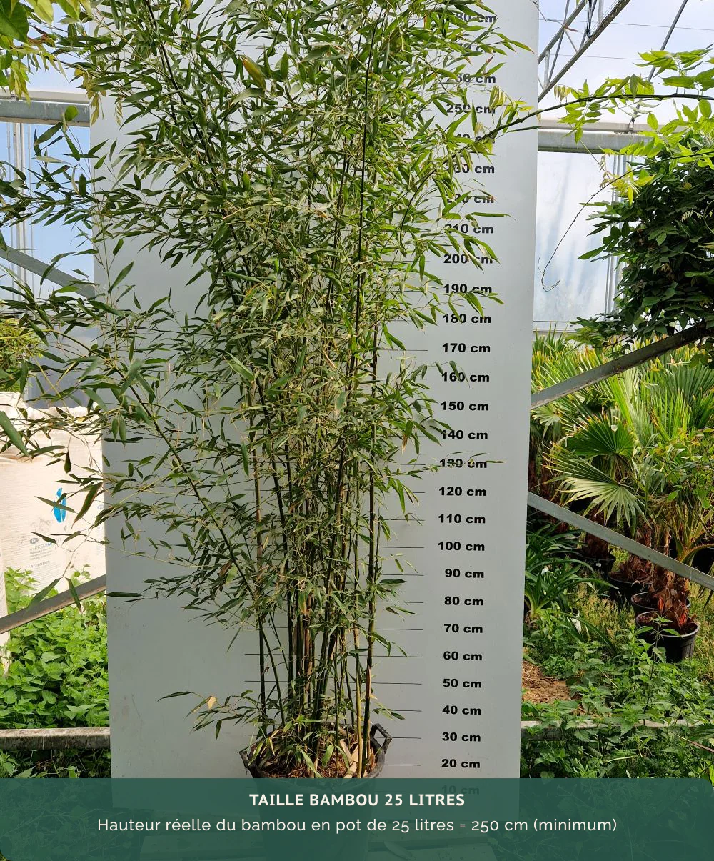 Bambou Bissetii - Image 8