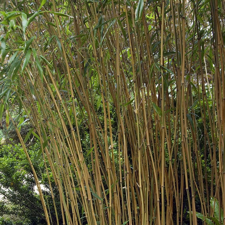 Bambou Fastuosa - Image 3