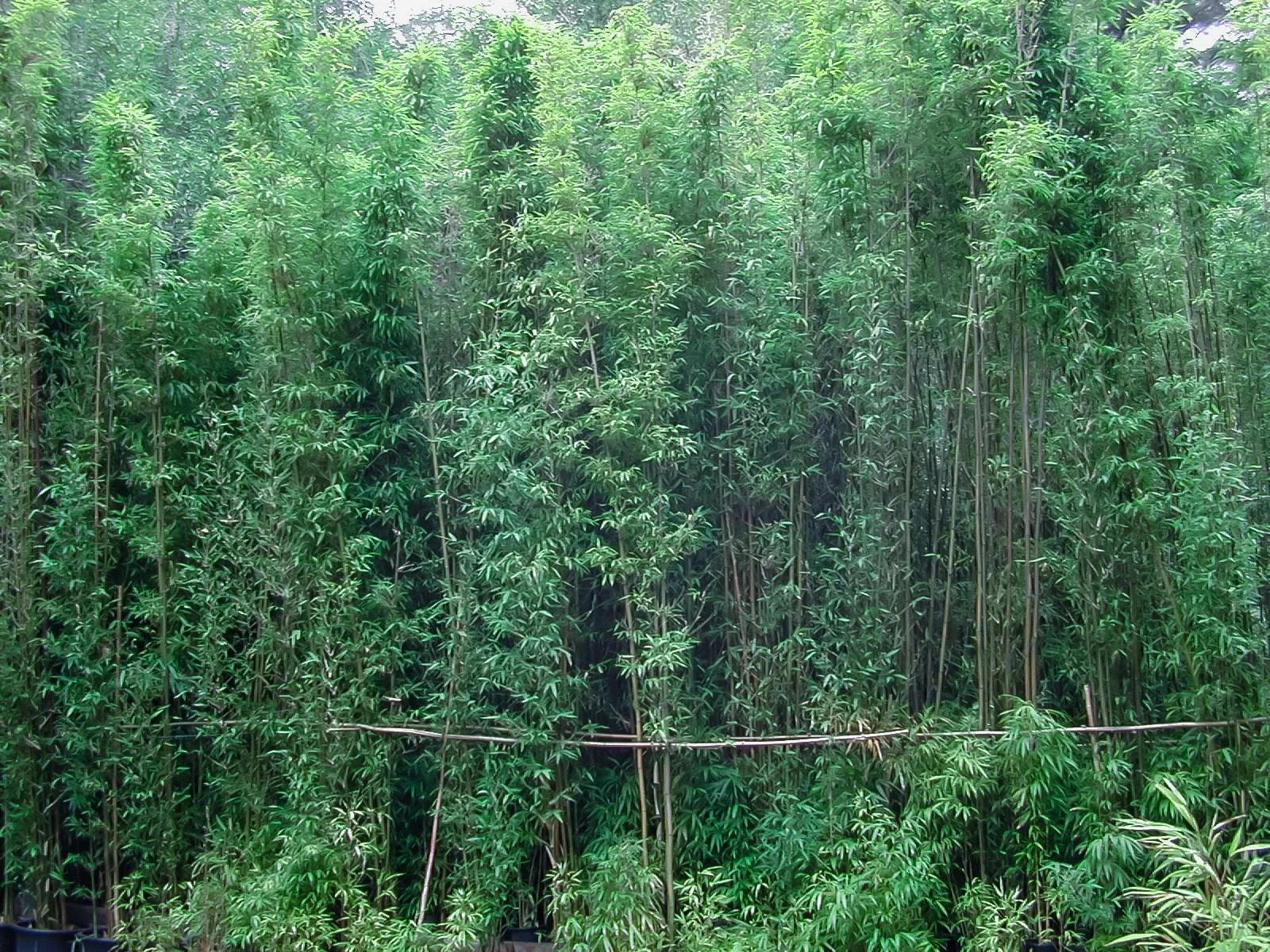 Bambou Fastuosa - Image 4