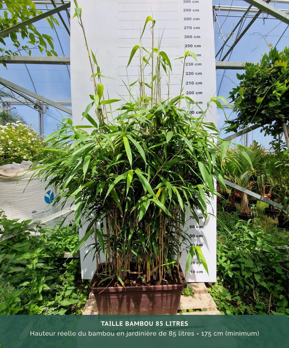 Bambou Metake (Arundinaria Japonica) - Image 10