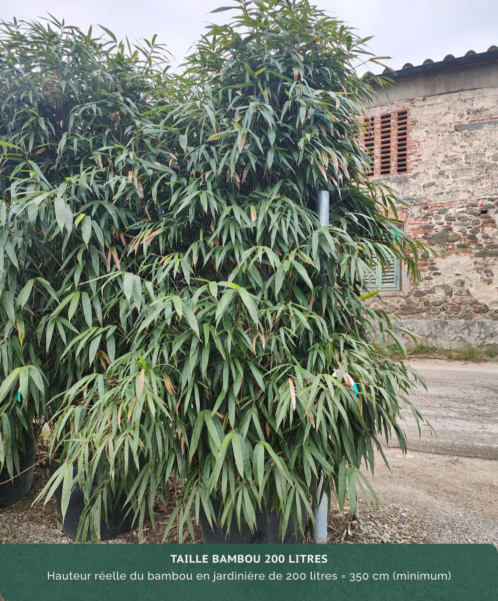 Bambou Metake (Arundinaria Japonica) - Image 11