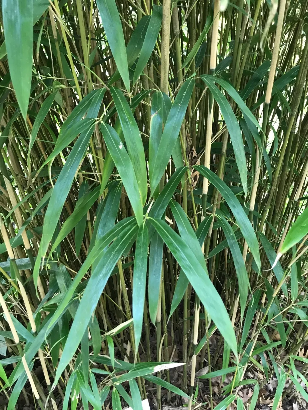 Bambou Metake (Arundinaria Japonica) - Image 3