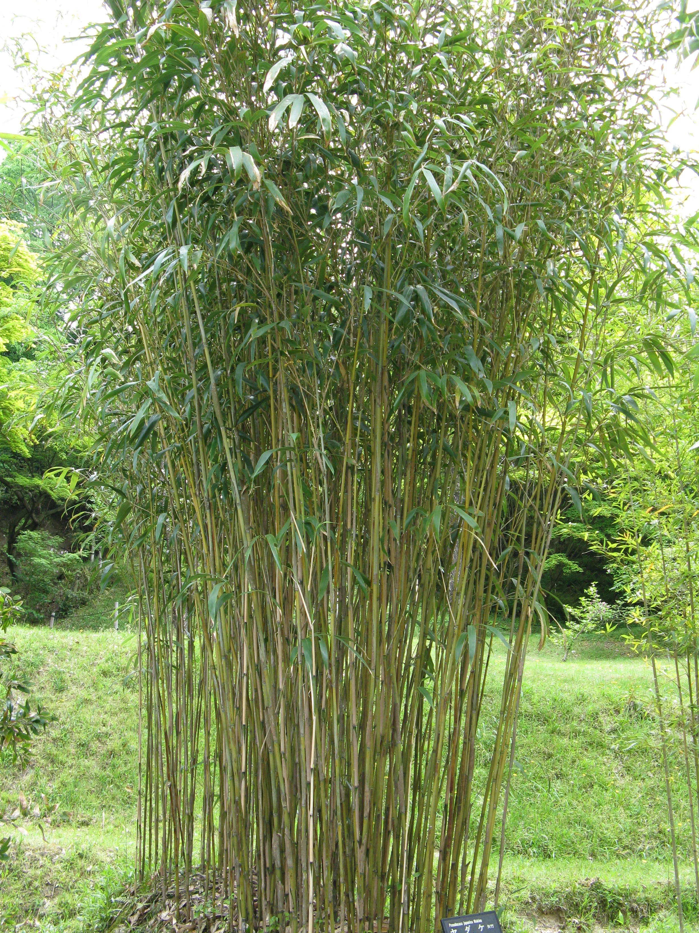 Bambou Metake (Arundinaria Japonica) - Image 4