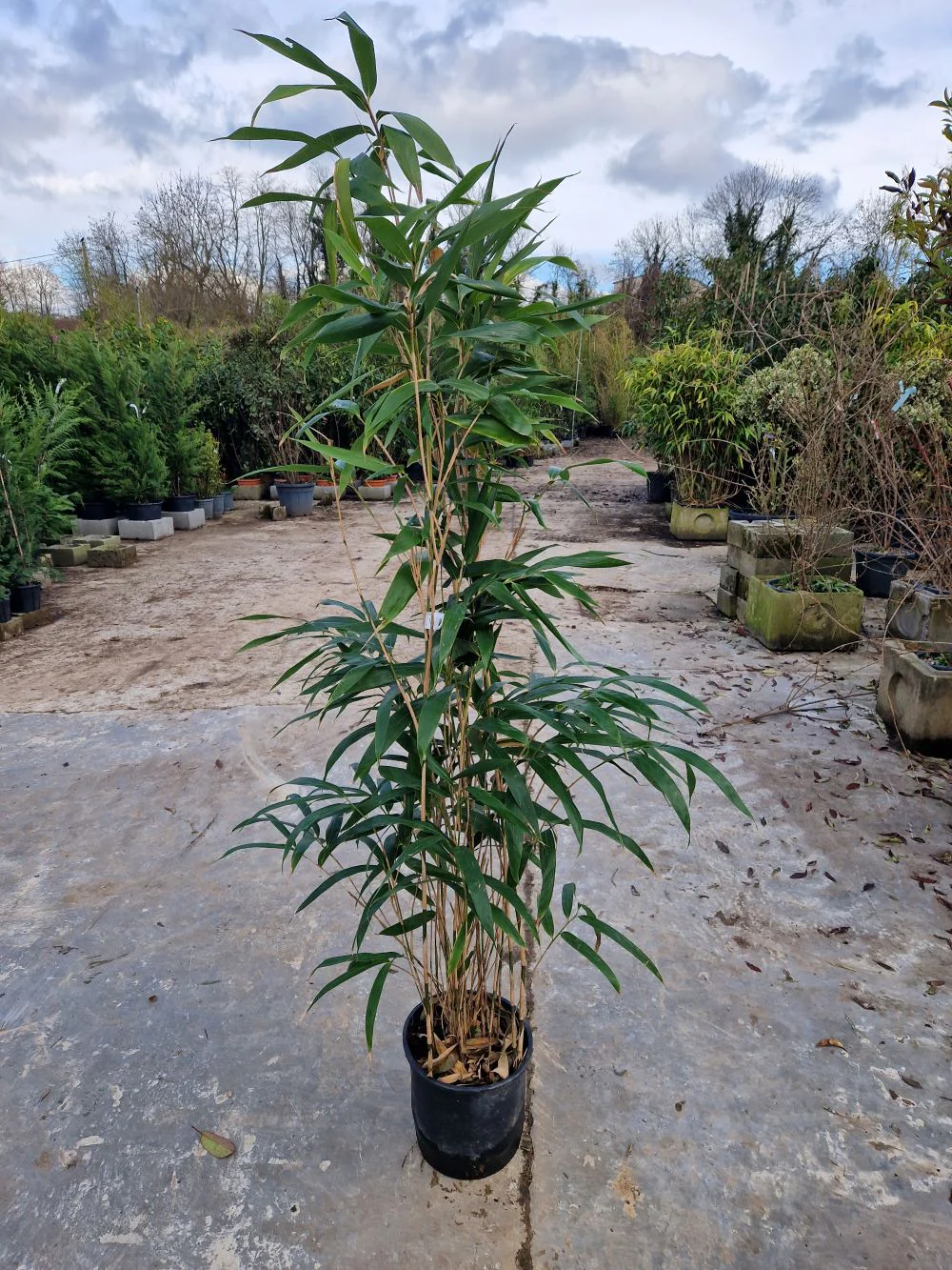 Bambou Metake (Arundinaria Japonica) - Image 6