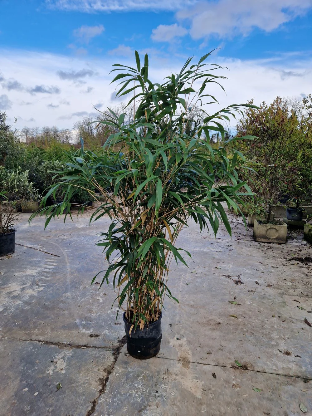 Bambou Metake (Arundinaria Japonica) - Image 7