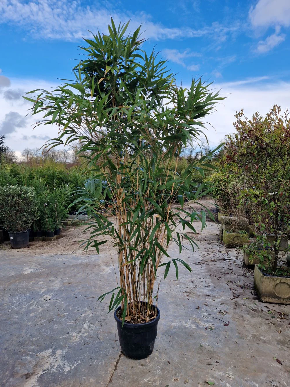 Bambou Metake (Arundinaria Japonica) - Image 8