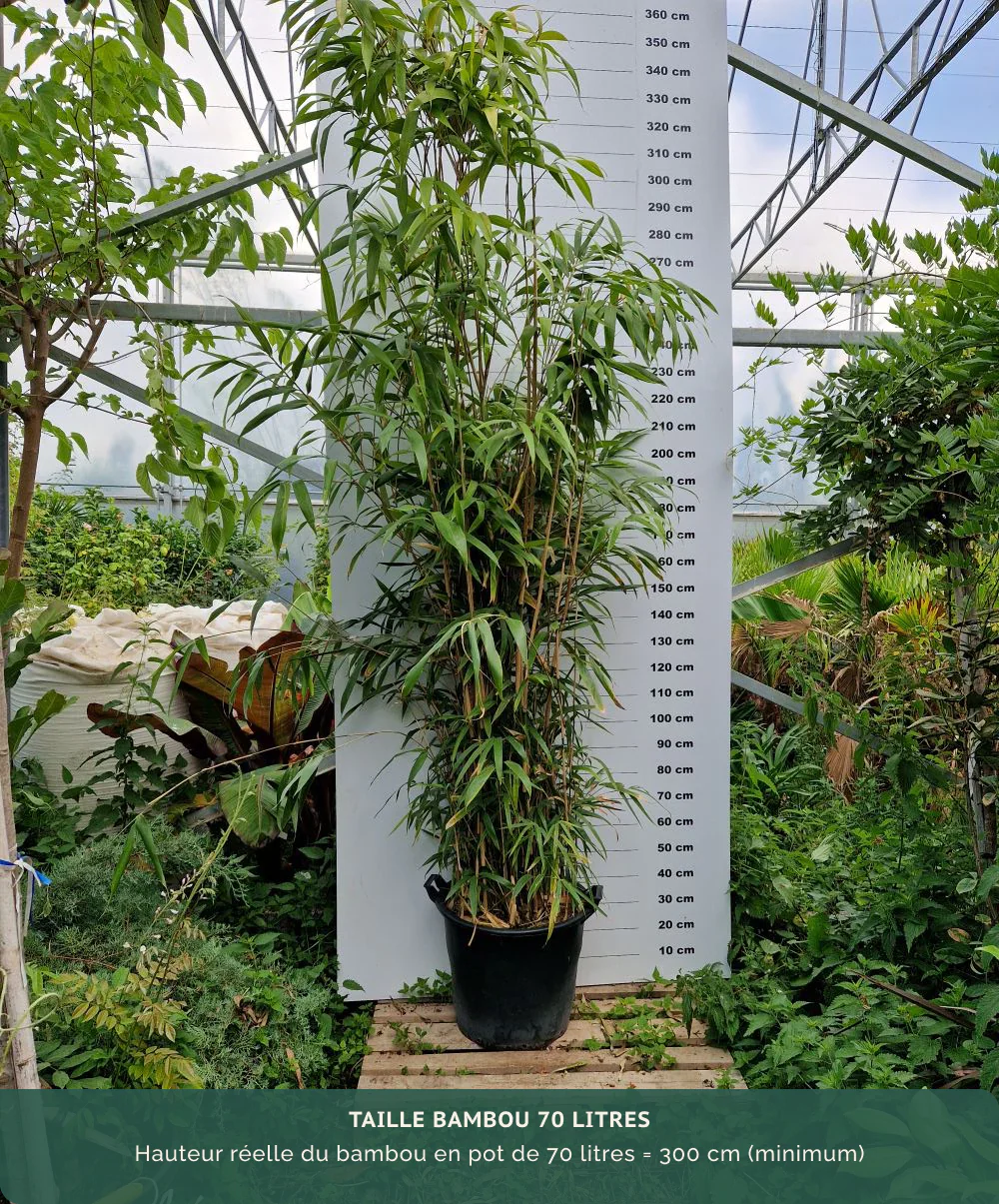 Bambou Metake (Arundinaria Japonica) - Image 9
