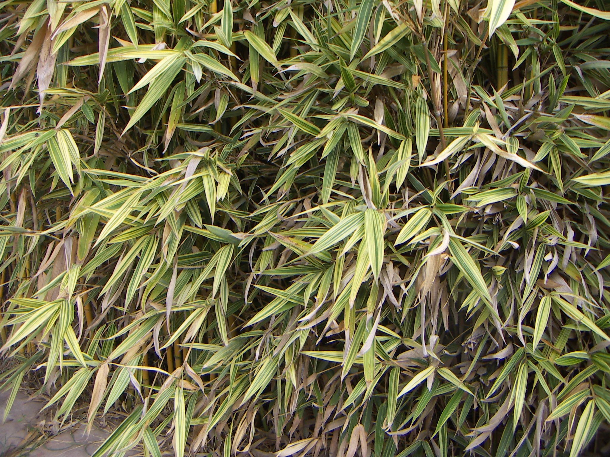 Bambou Metake Variegata - Image 3