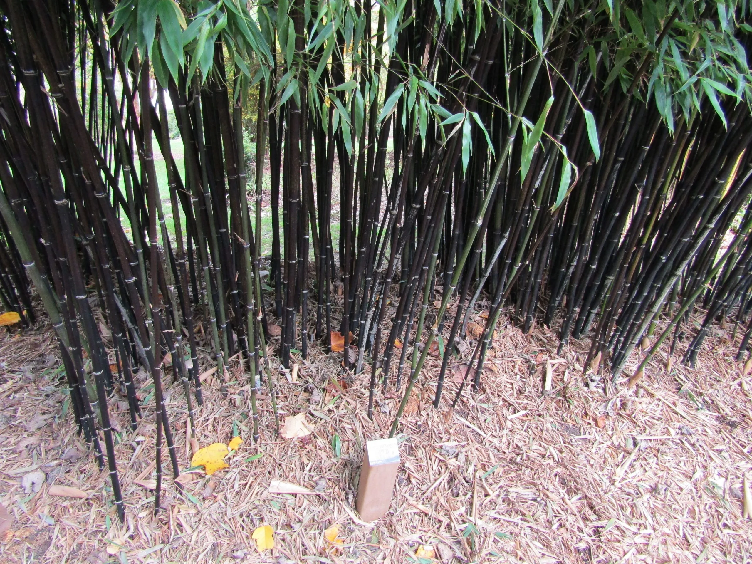 Bambou Nigra - Image 3