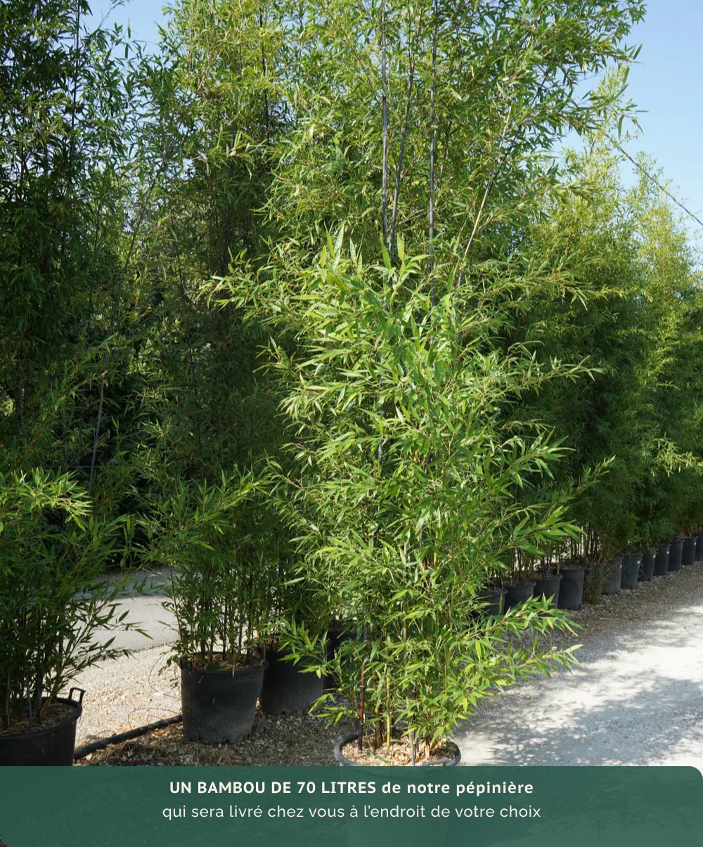Bambou Nigra - Image 7