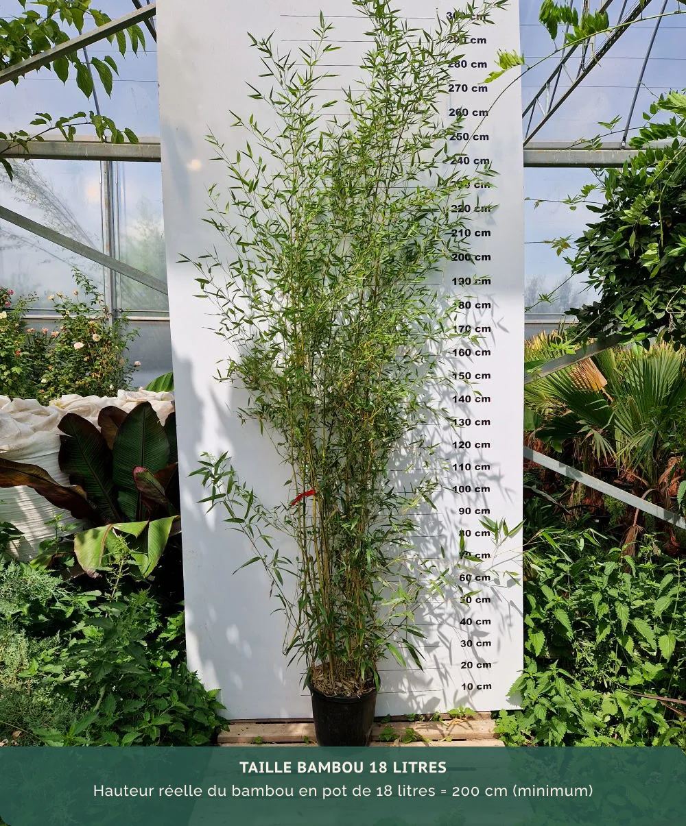 Bambou Aureosulcata Spectabilis - Image 7