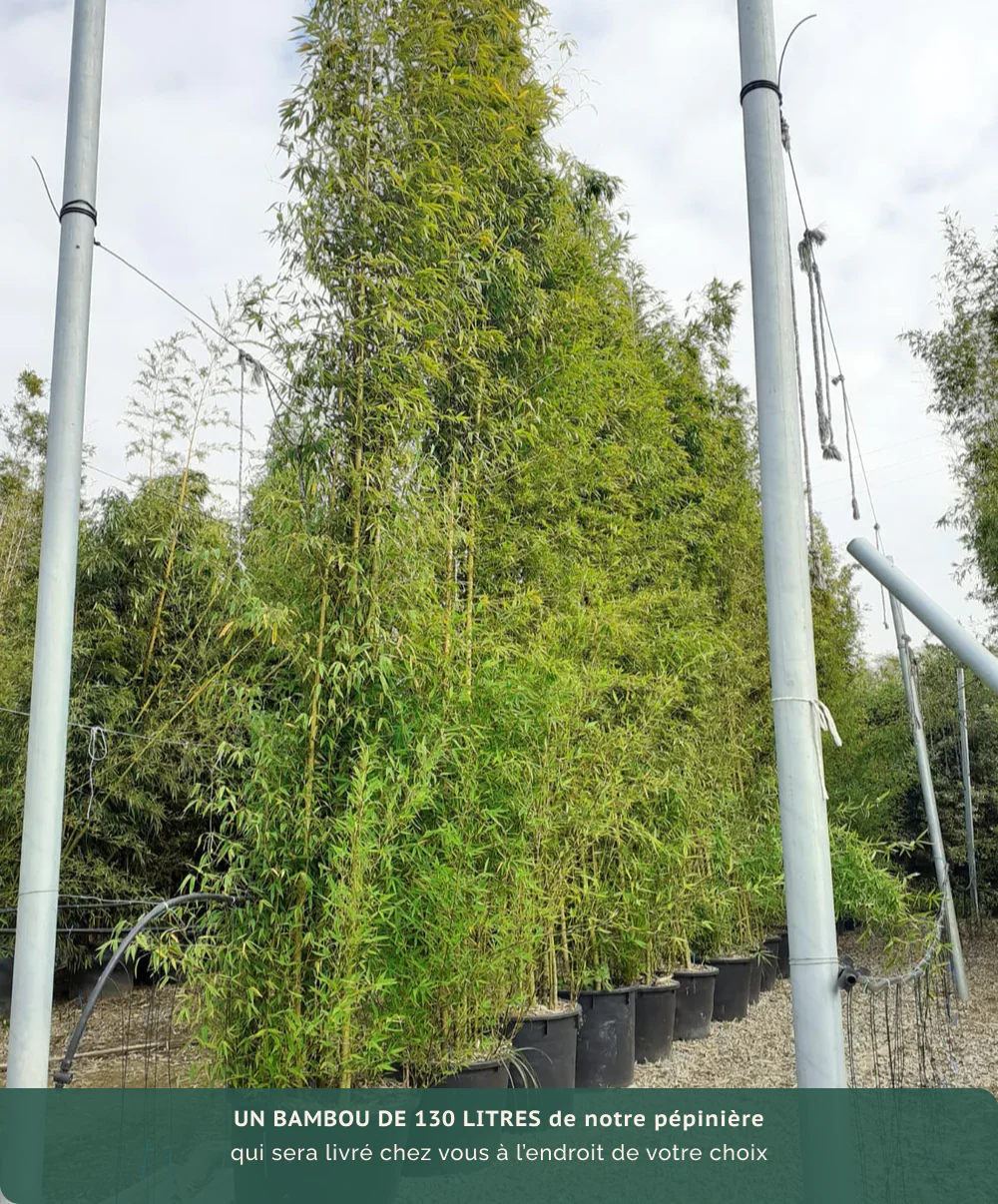 Bambou (Phyllostachys) Aurea - Image 10
