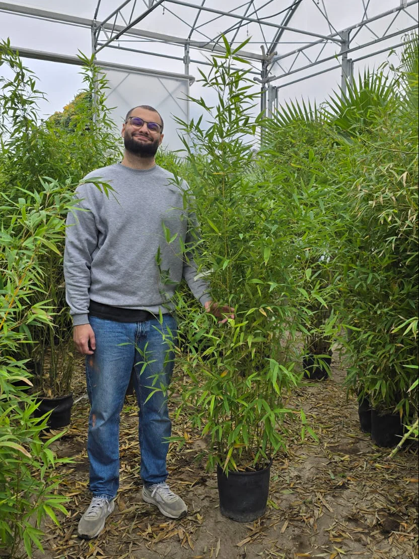 Bambou (Phyllostachys) Aurea - Image 13