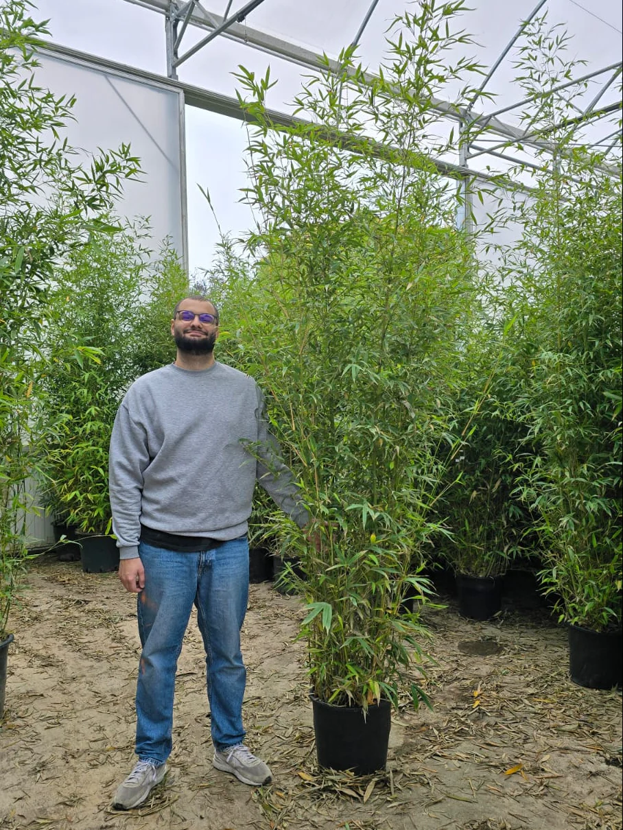 Bambou (Phyllostachys) Aurea - Image 14