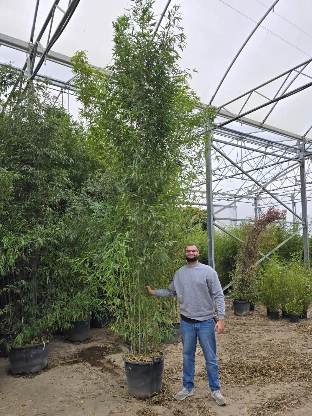 Bambou (Phyllostachys) Aurea - Image 16