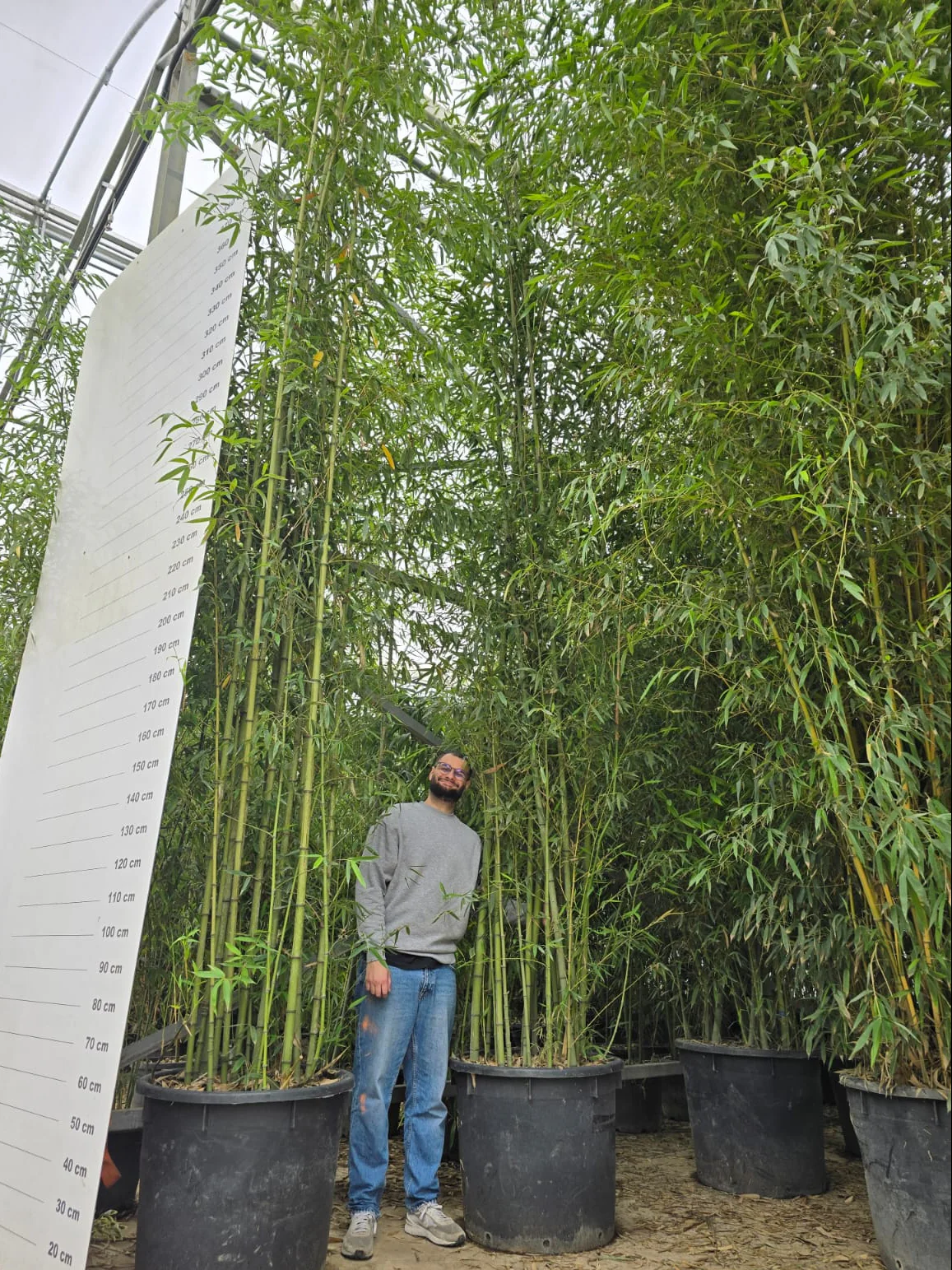 Bambou (Phyllostachys) Aurea - Image 17