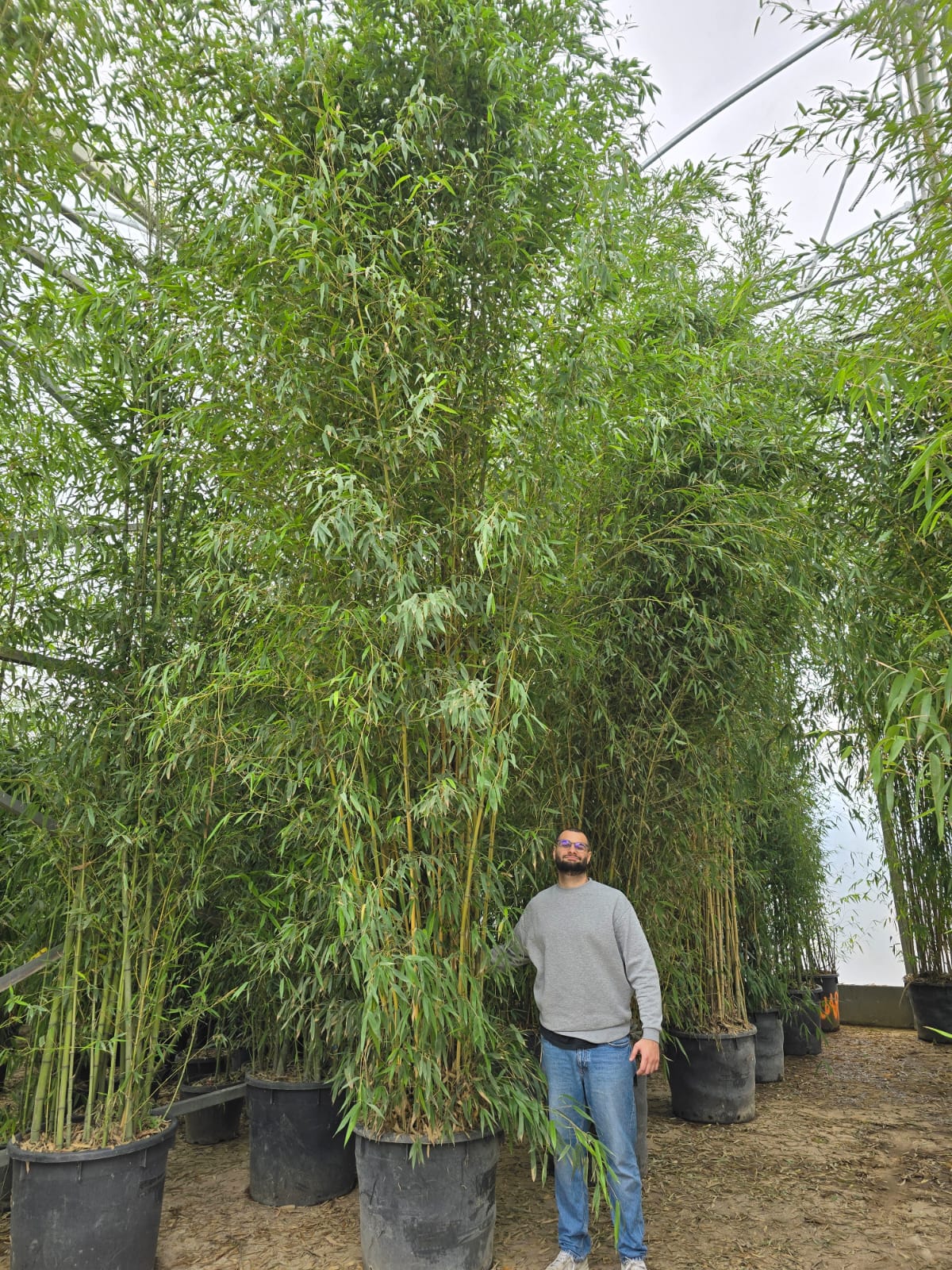 Bambou (Phyllostachys) Aurea - Image 18