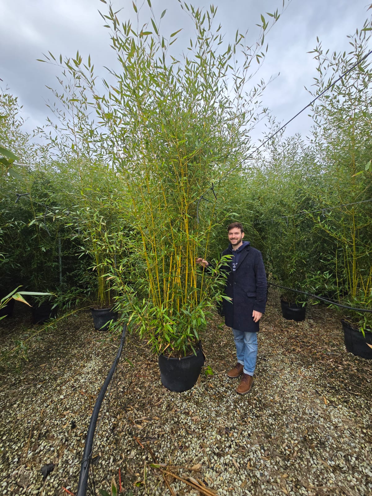 Bambou (Phyllostachys) Aurea - Image 19