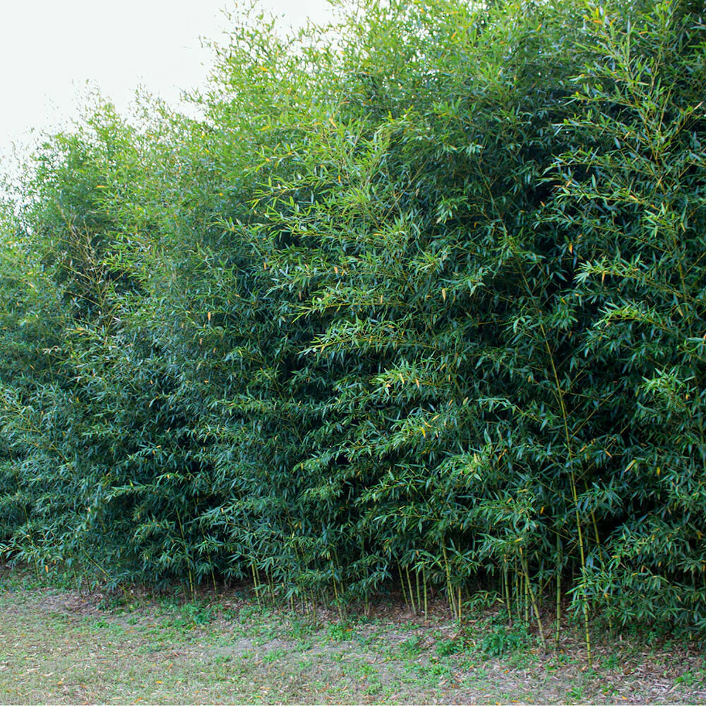 Bambou (Phyllostachys) Aurea - Image 4