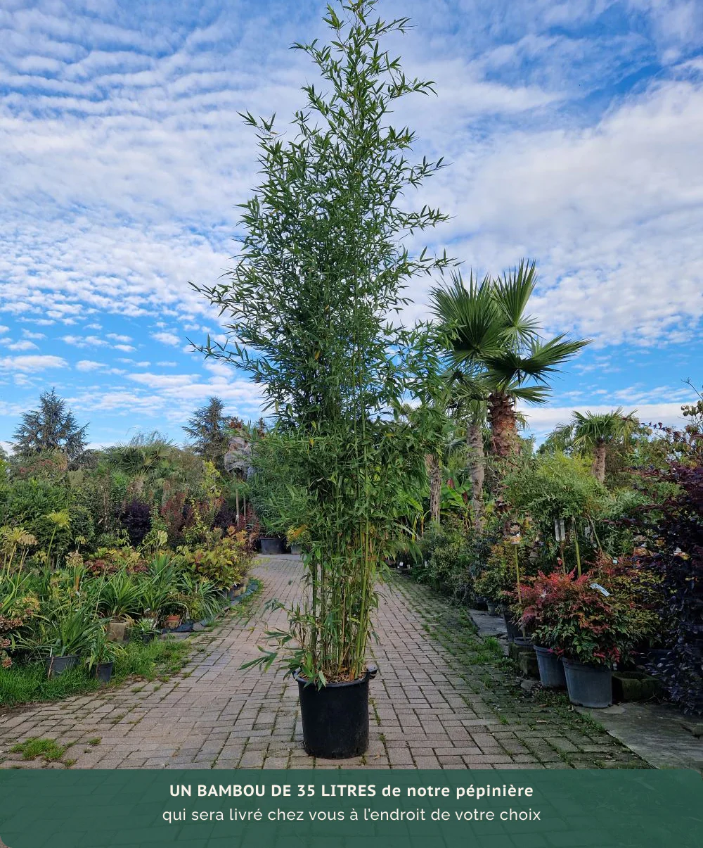 Bambou (Phyllostachys) Aurea - Image 8
