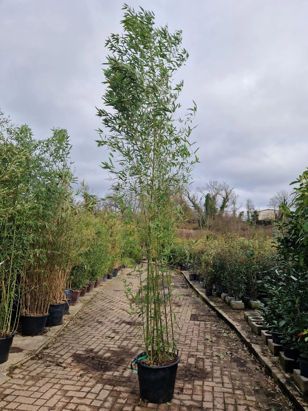Bambou (Phyllostachys) Aurea - Image 9