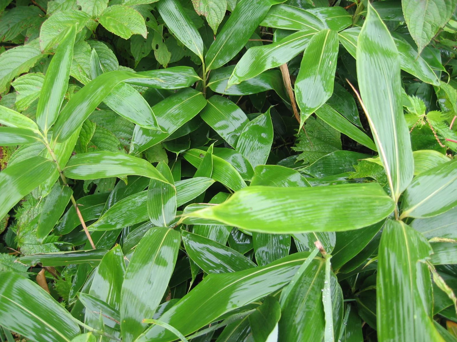 Bambusa nana Longuifolia - Image 3
