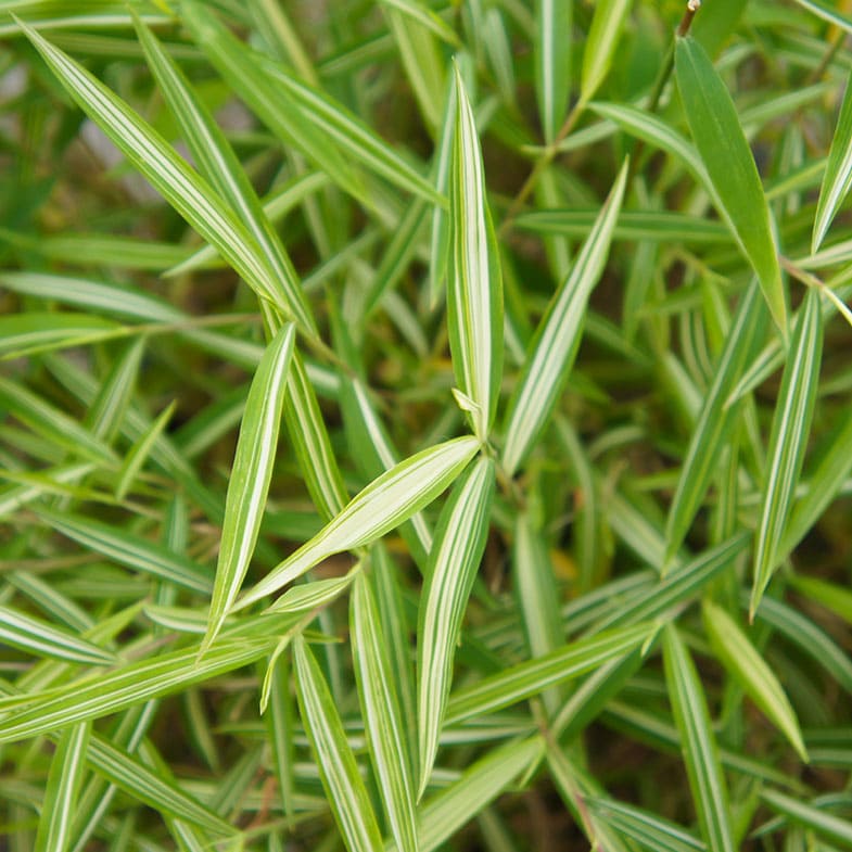 Bambusa Nana Tsuboi - Image 3