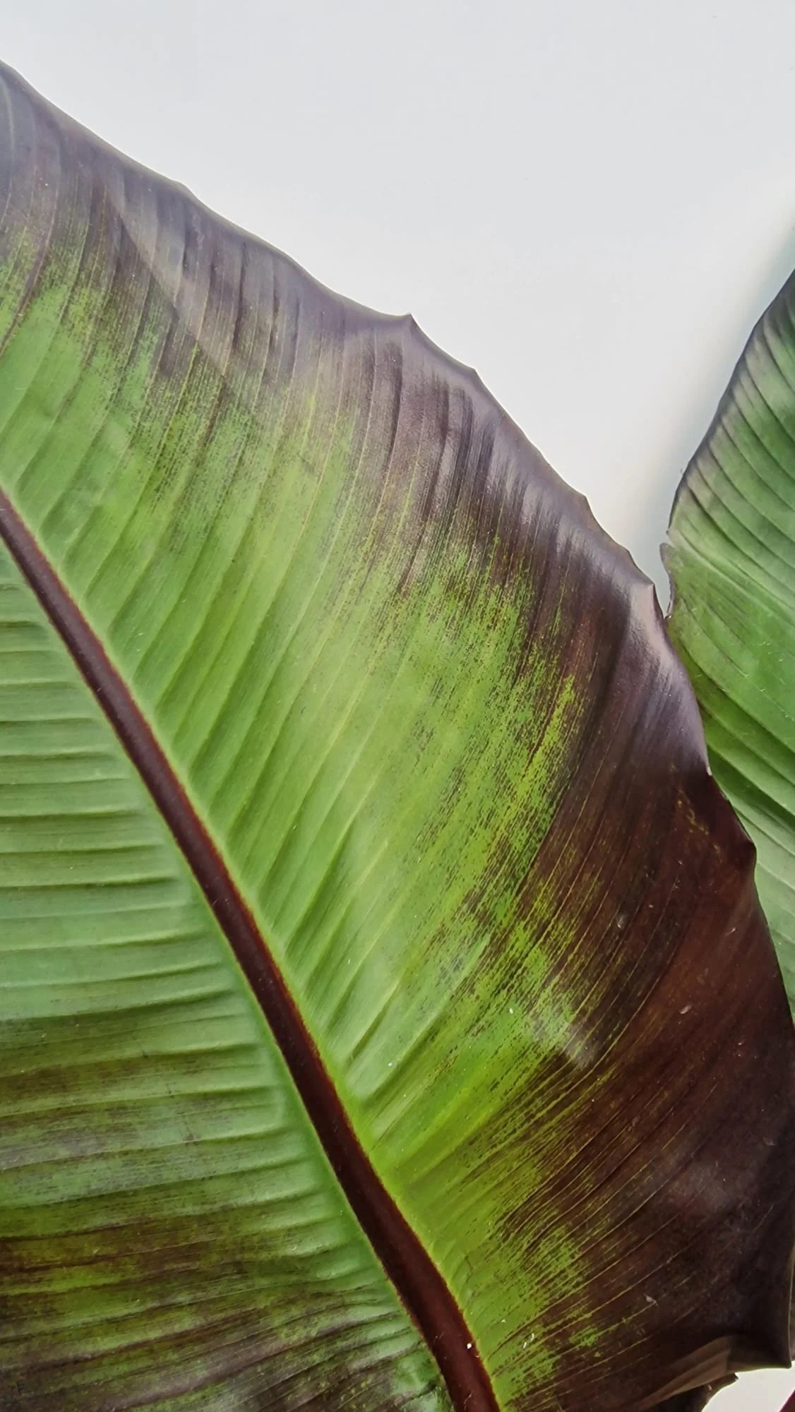 Bananier à feuilles rouges (Musa Ensete Maurelli) - Image 3