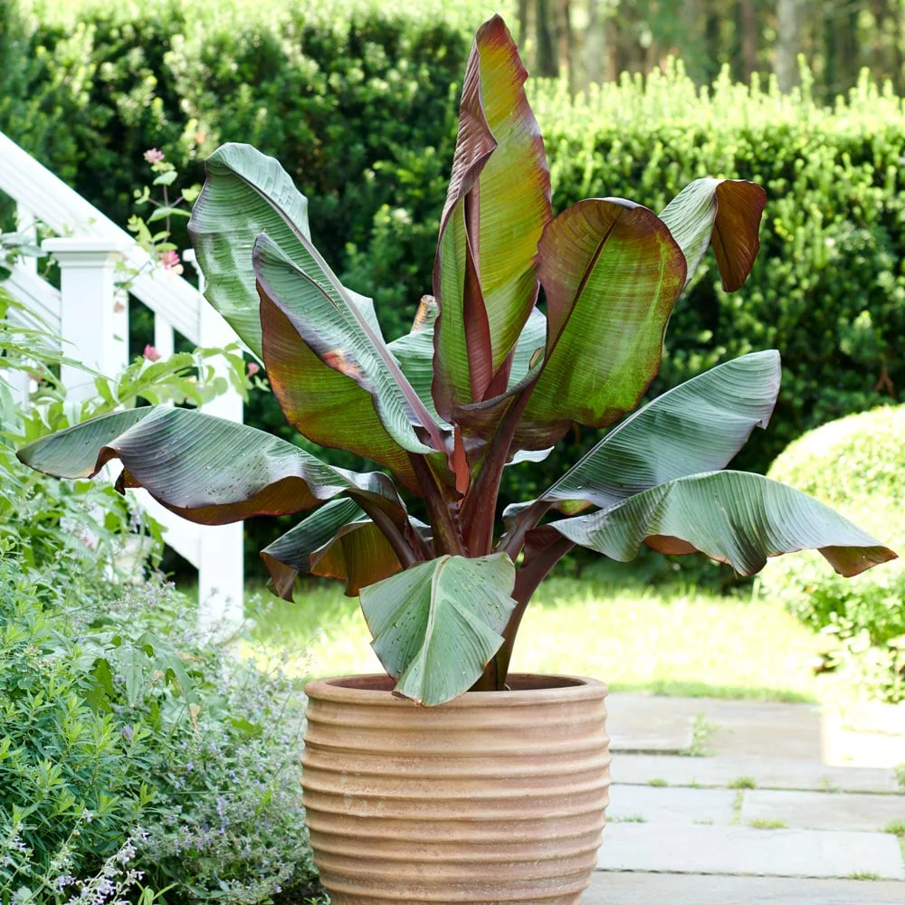 Bananier à feuilles rouges (Musa Ensete Maurelli) - Image 4